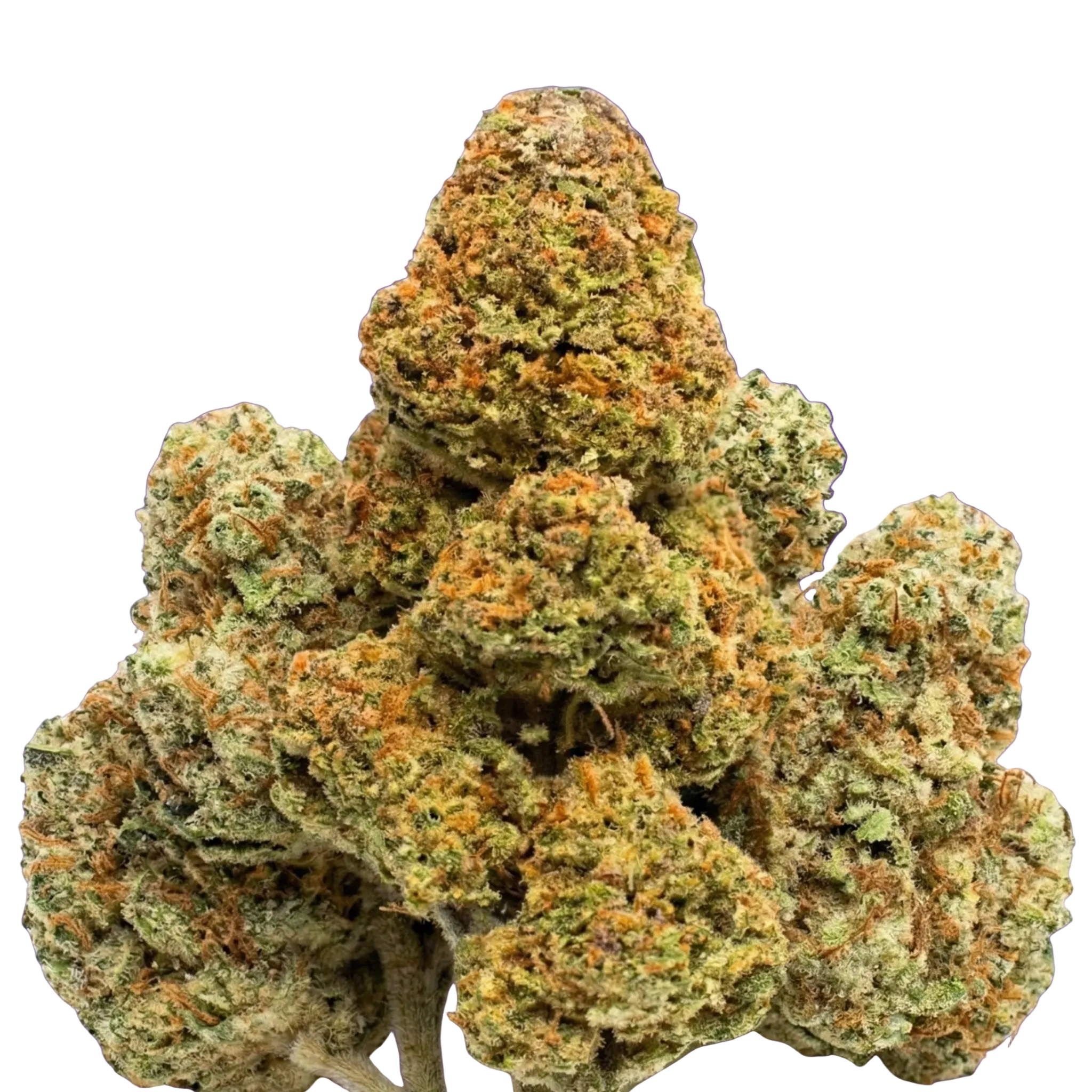 Dank-o-Bah Kush Regular (Semi)Autoflower Seeds