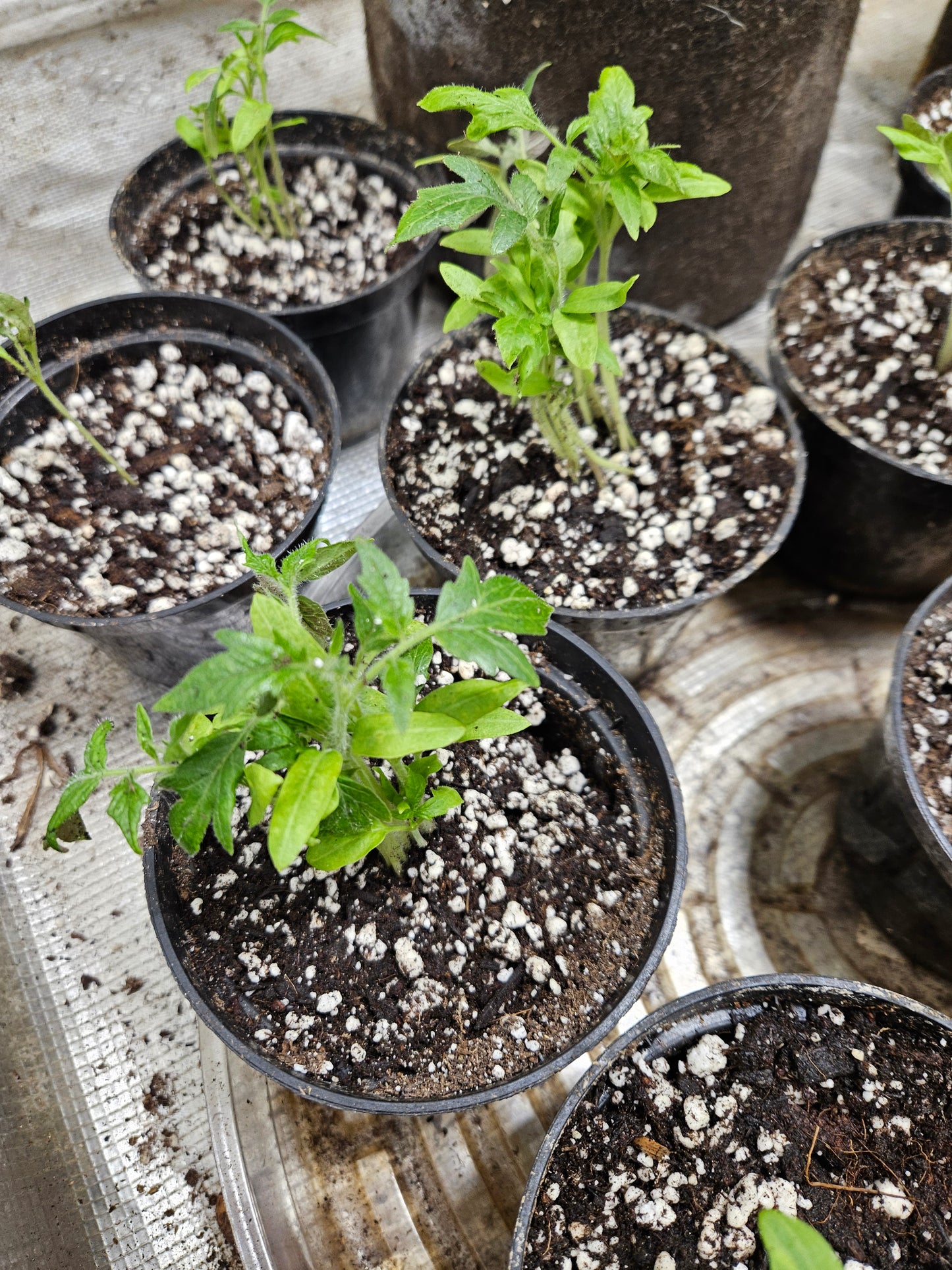 Tomato Sprouts