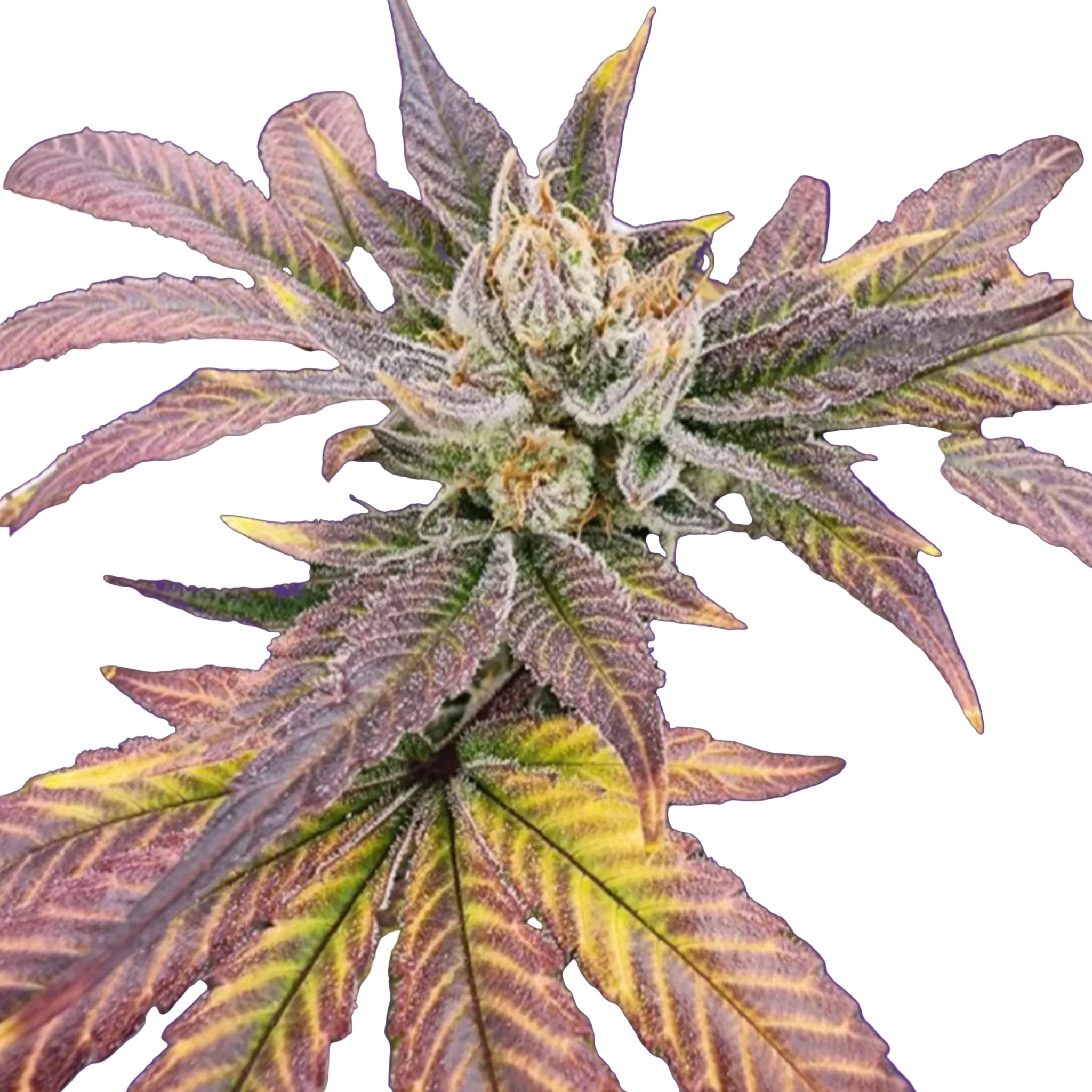 Vega's Greasy Grapes S2 Feminized Photoperiod Seeds