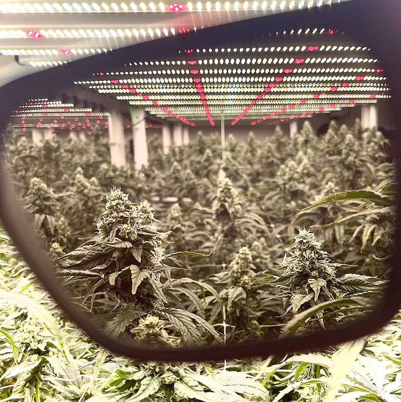 GROWING EXPOSED EVOLUTION FX2 EMERALD TORTOISE
