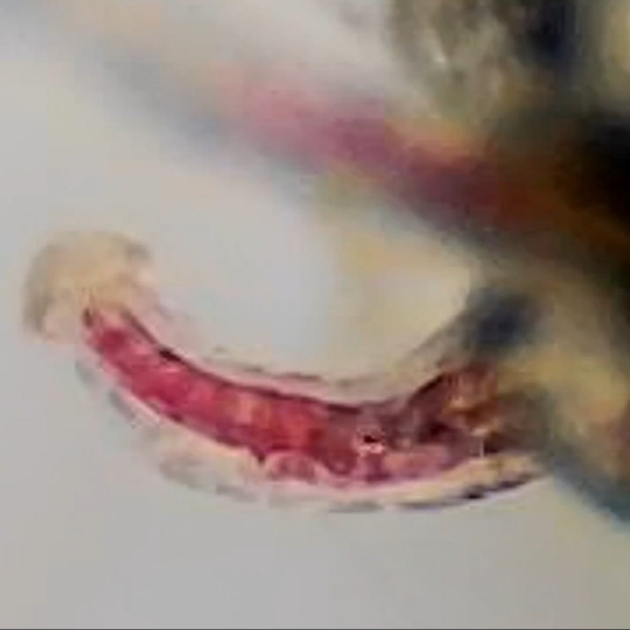 Vega's Greasy Grapes S2 Feminized Photoperiod Seeds