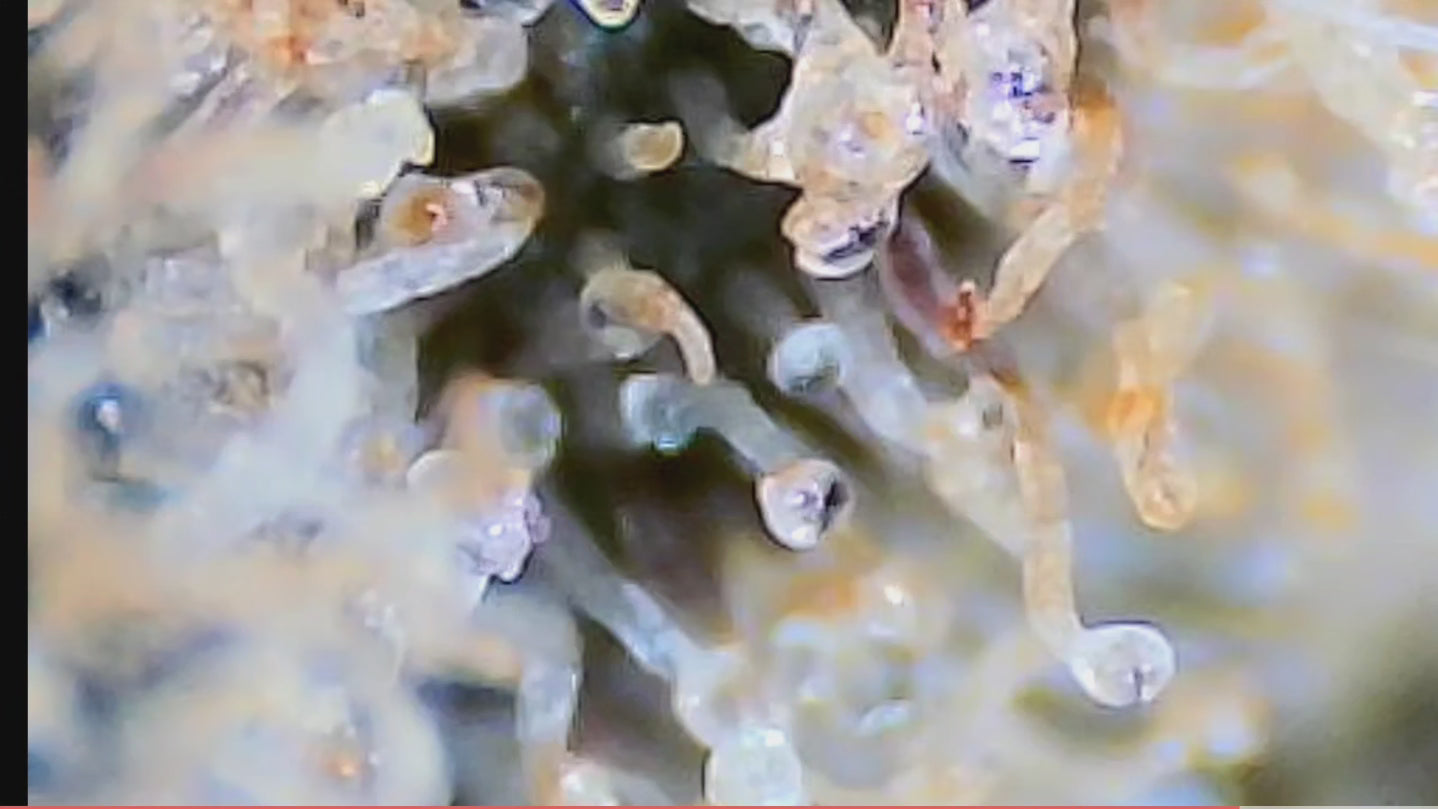 Connoisseur Monthly Subscription