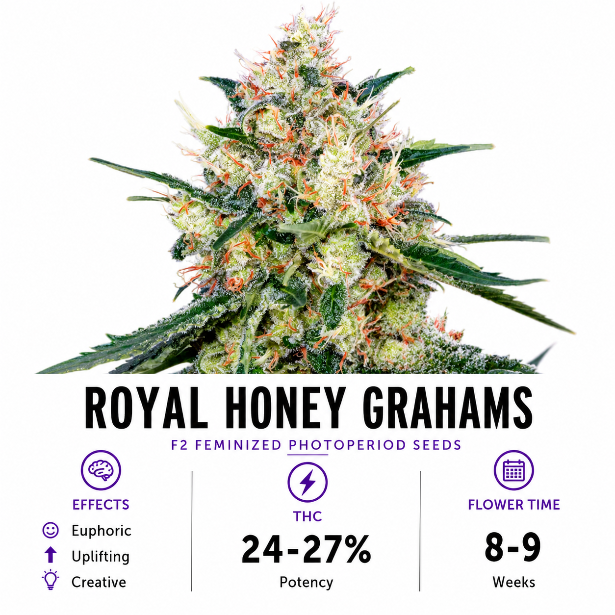 Royal Honey Grahams Feminized Photoperiod Fresh Cuts