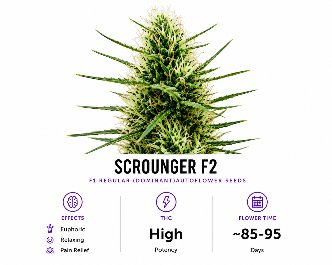 Scrounger Regular (Dominant)Autoflower Seeds