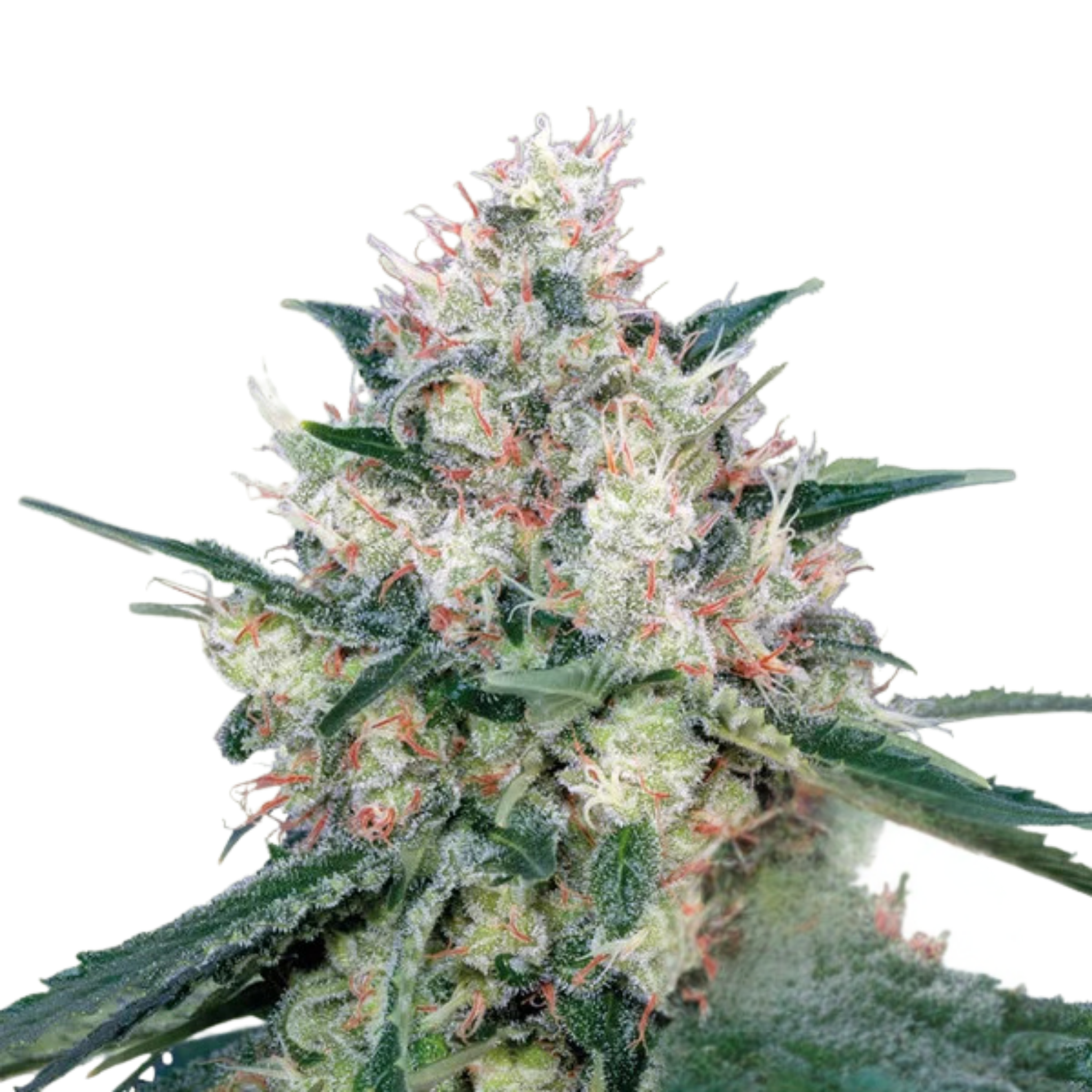Royal Honey Grahams Feminized Photoperiod Seeds