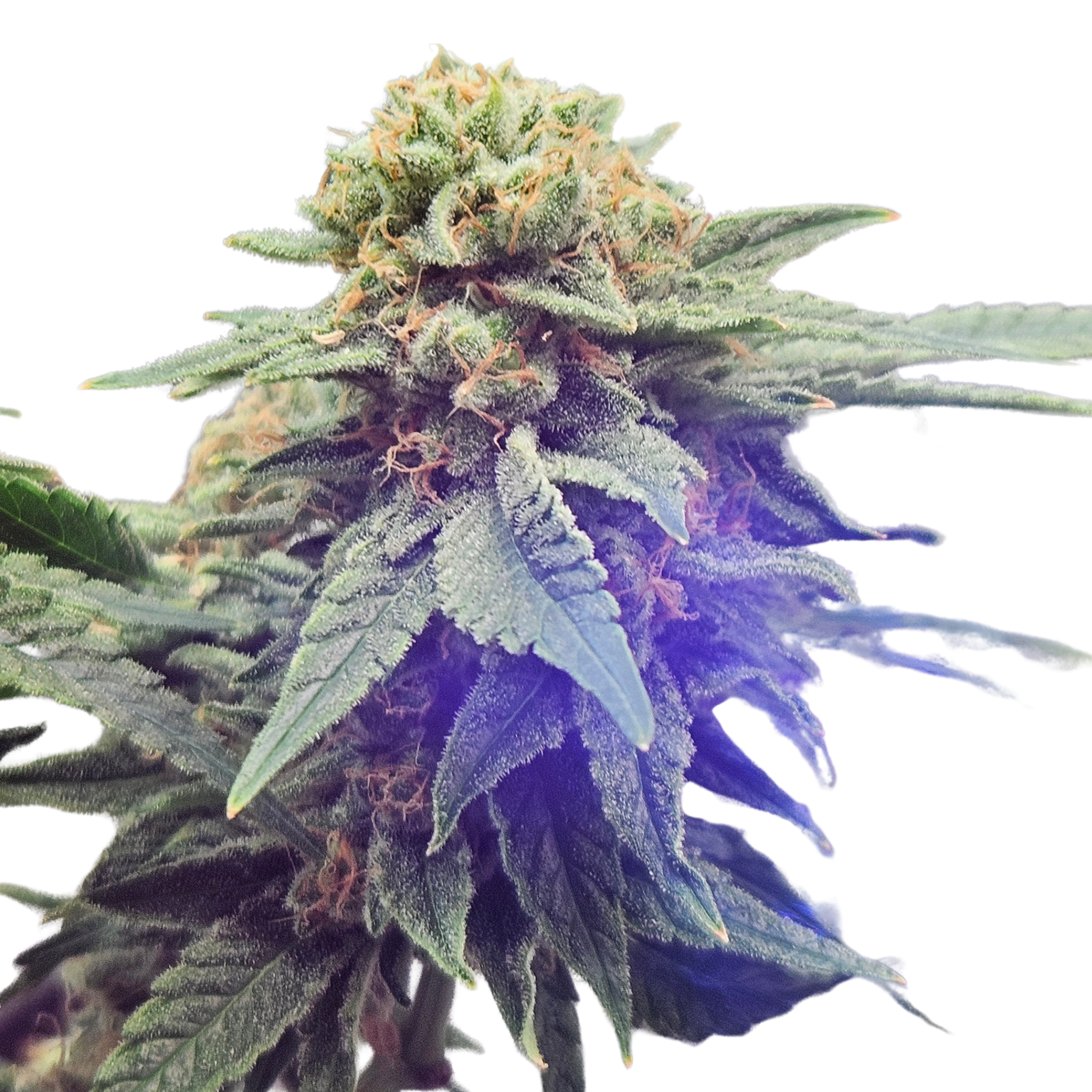Platinum Merlot Feminized Photoperiod Seeds
