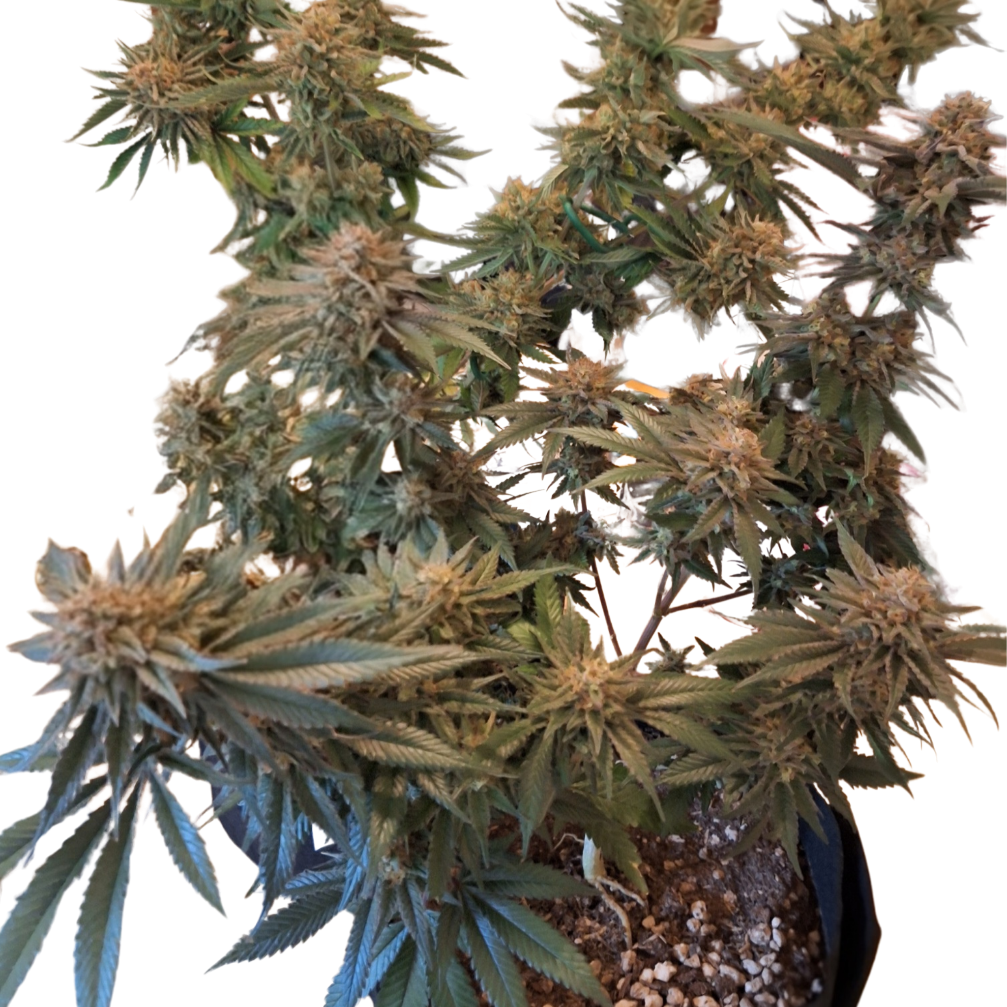Aurora Merlot Feminized Photoperiod Seeds