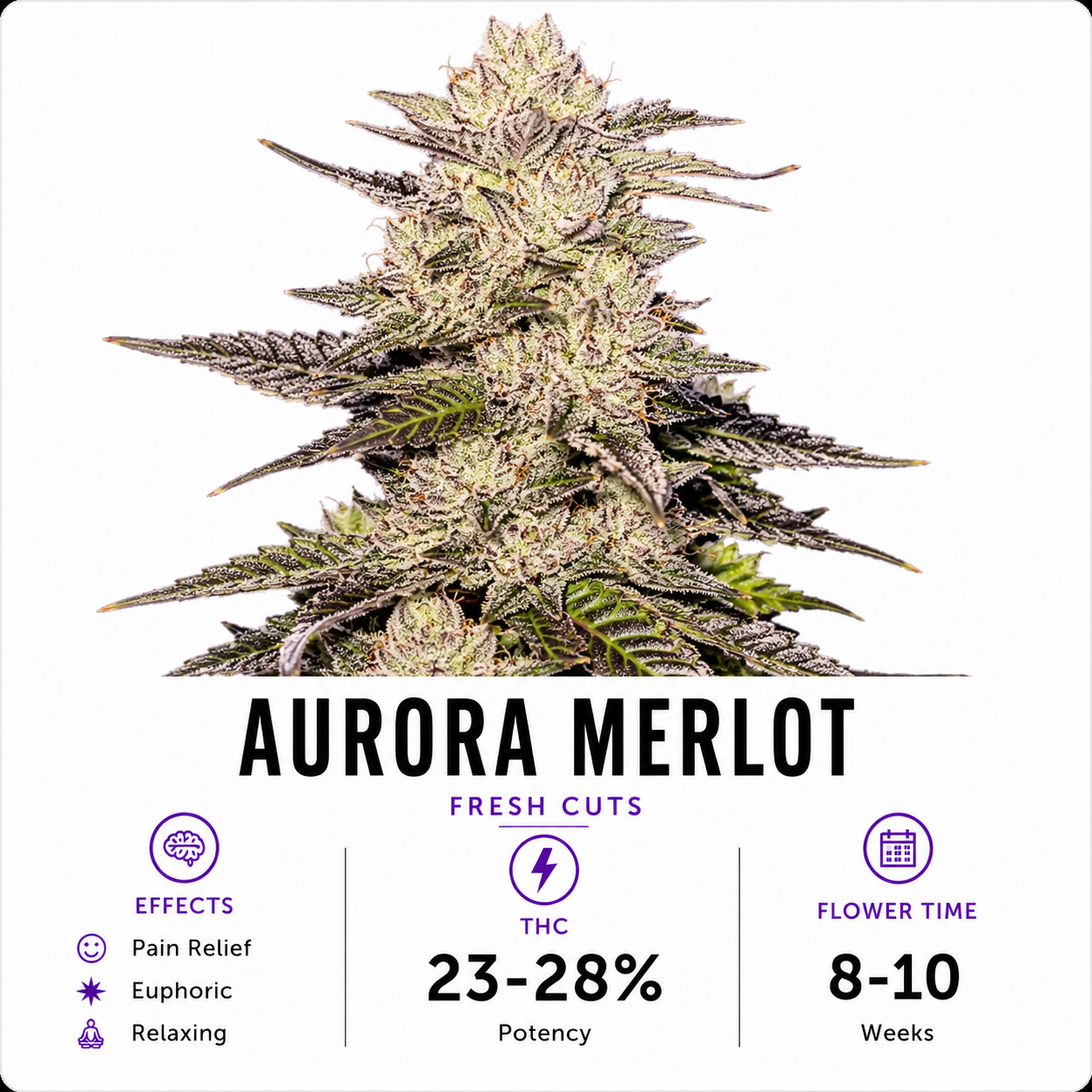 Aurora Merlot Feminized Photoperiod Fresh Cuts
