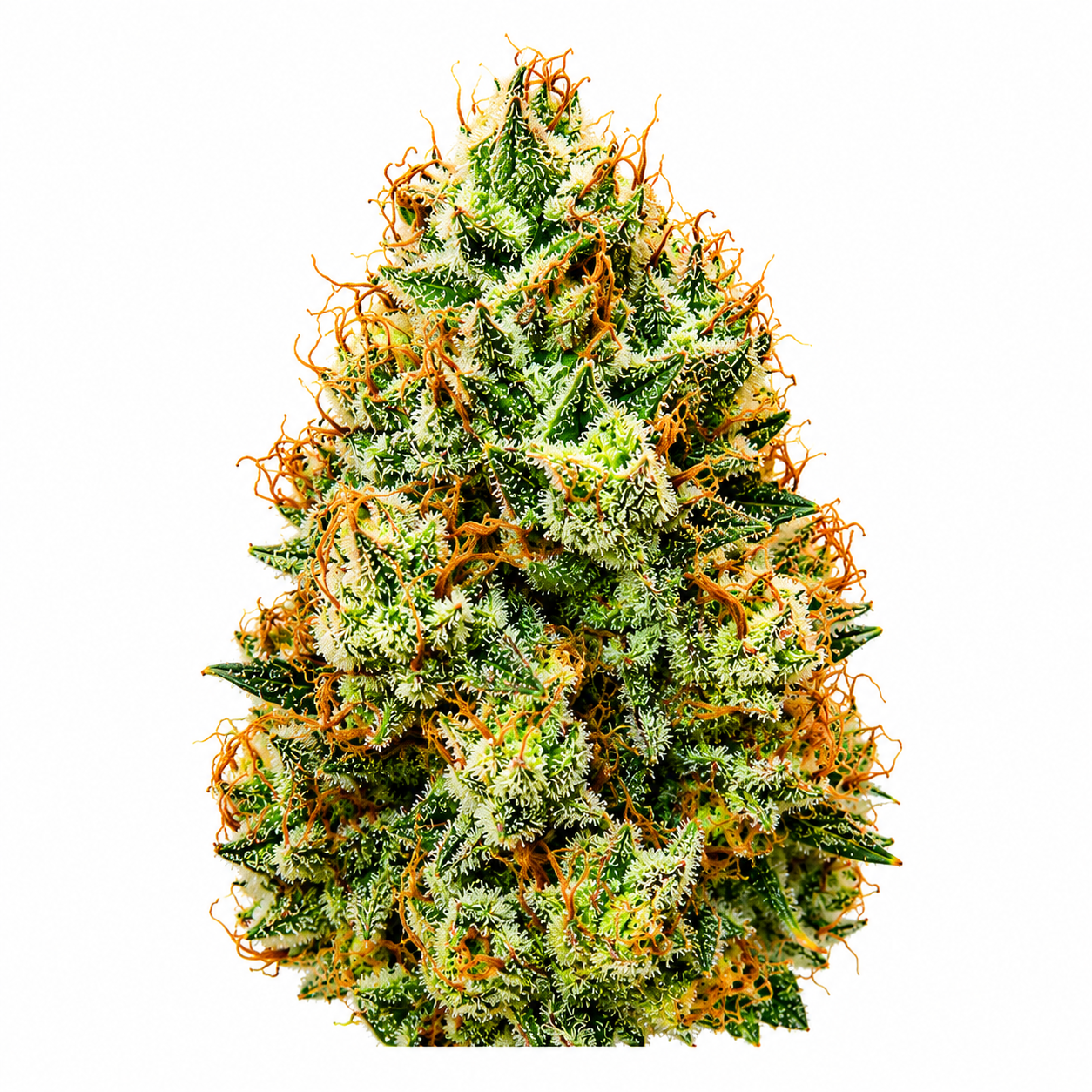 BAG O' Hammers F1 Feminized Photoperiod Seeds