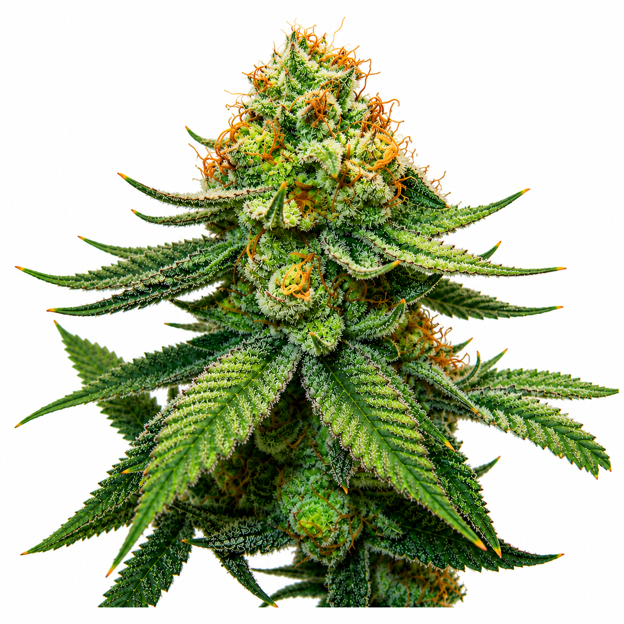 BAG O' Hammers Feminized Photoperiod Fresh Cuts