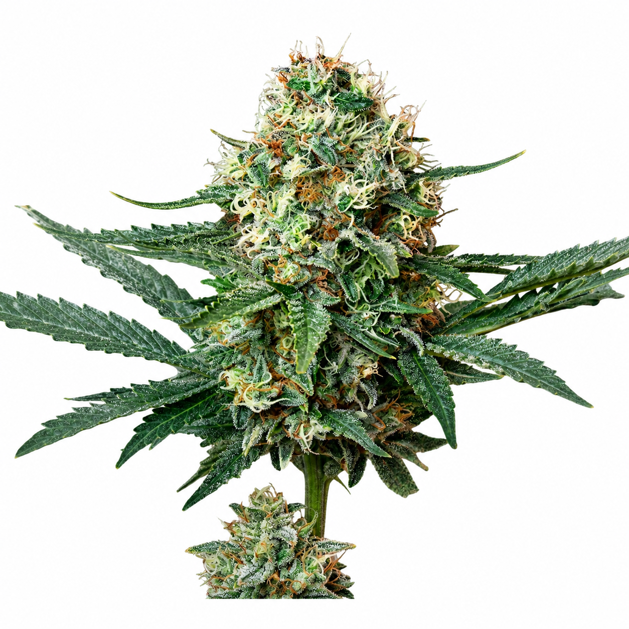Chinga La Migra F1 Feminized Photoperiod Seeds