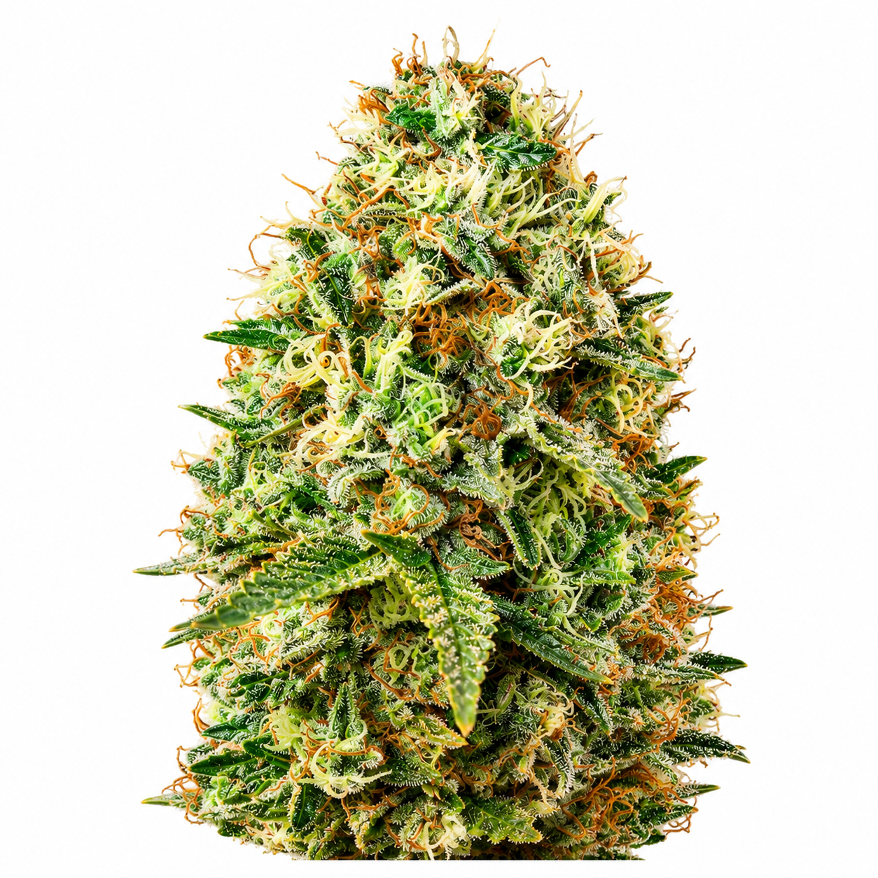 Chinga La Migra F1 Feminized Photoperiod Seeds