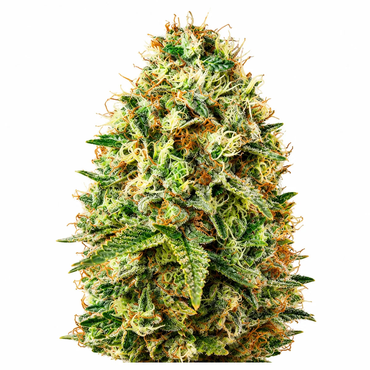 Grow Starter Bundle