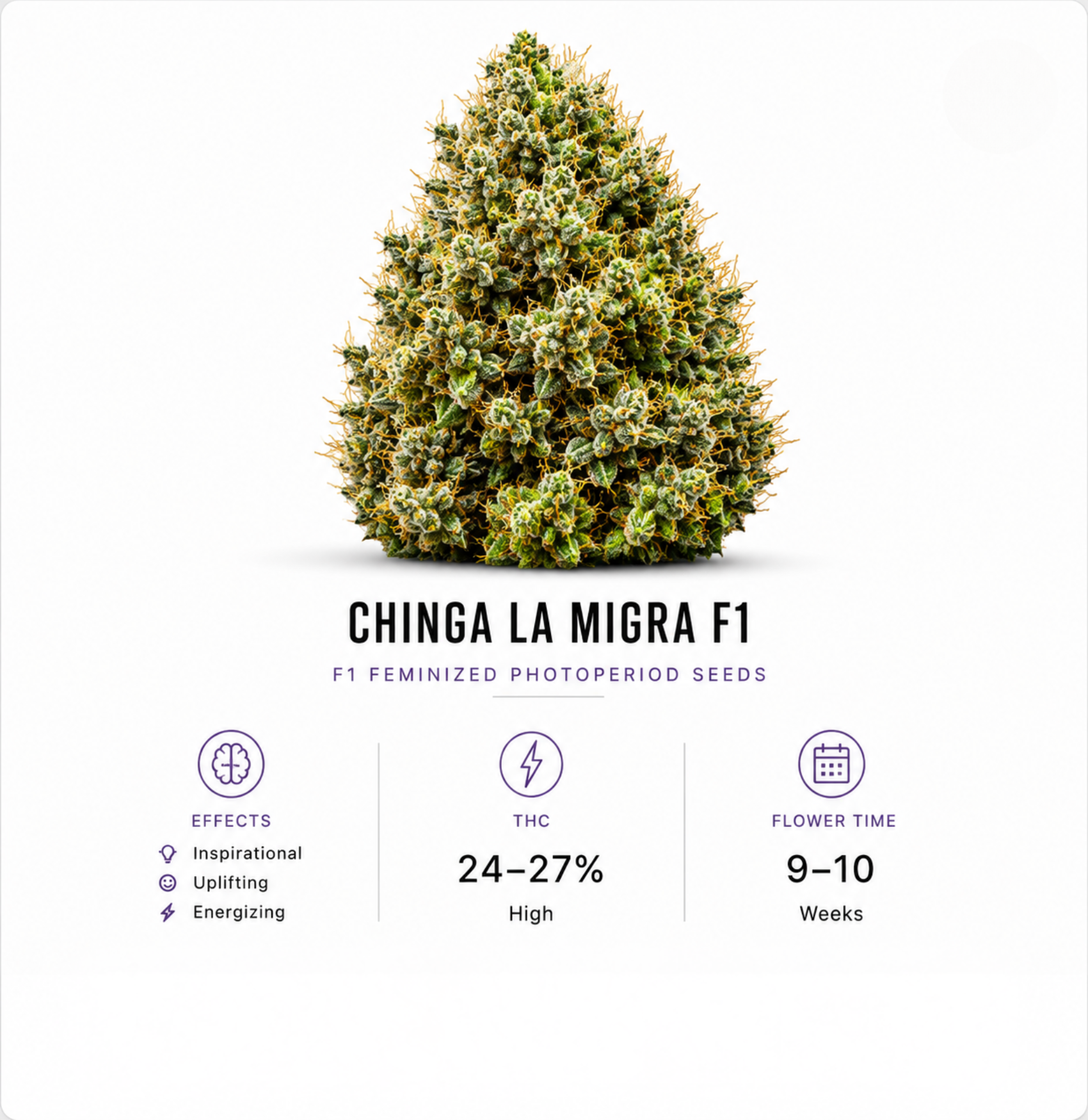 Chinga La Migra F1 Feminized Photoperiod Seeds