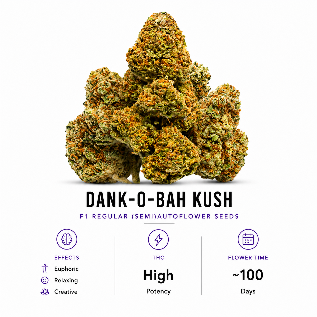Dank-o-Bah Kush Regular (Semi)Autoflower Seeds