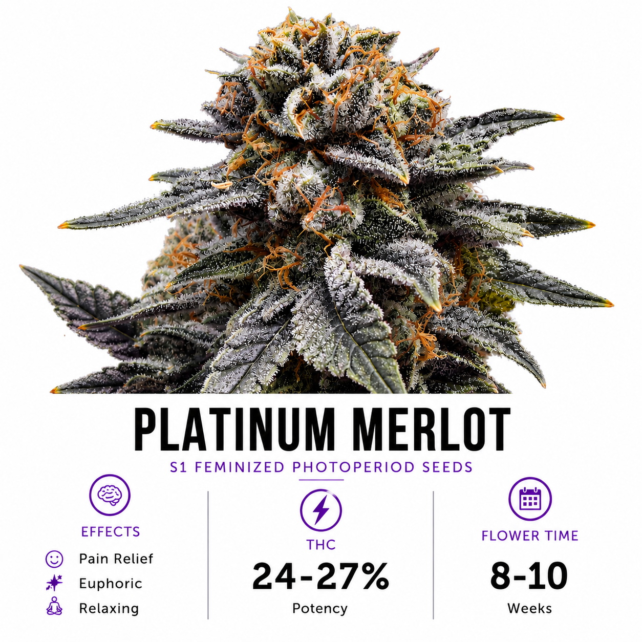 Platinum Merlot Feminized Photoperiod Fresh Cuts