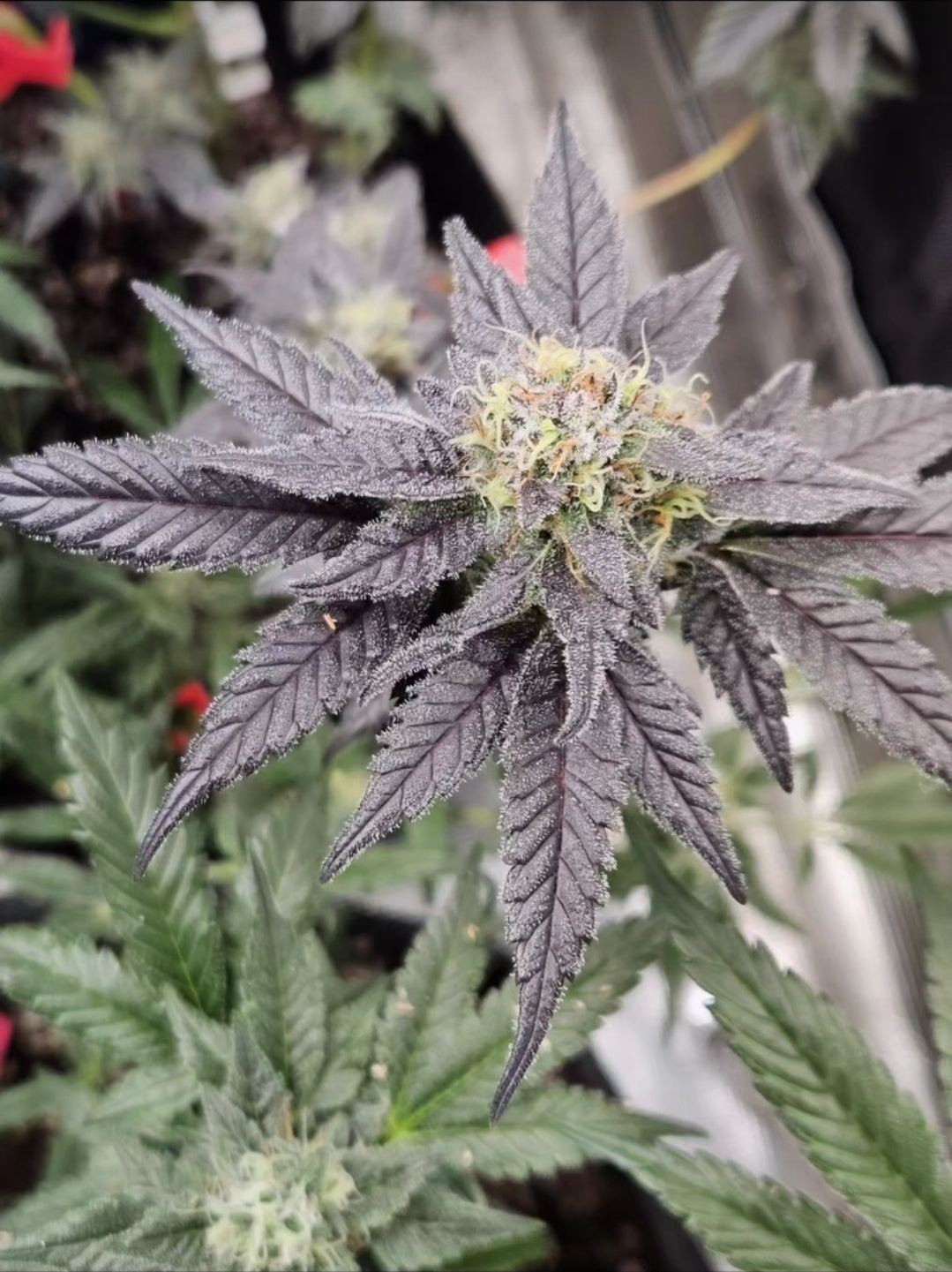 Royal Cookie Sorbet Feminized Photoperiod Seeds