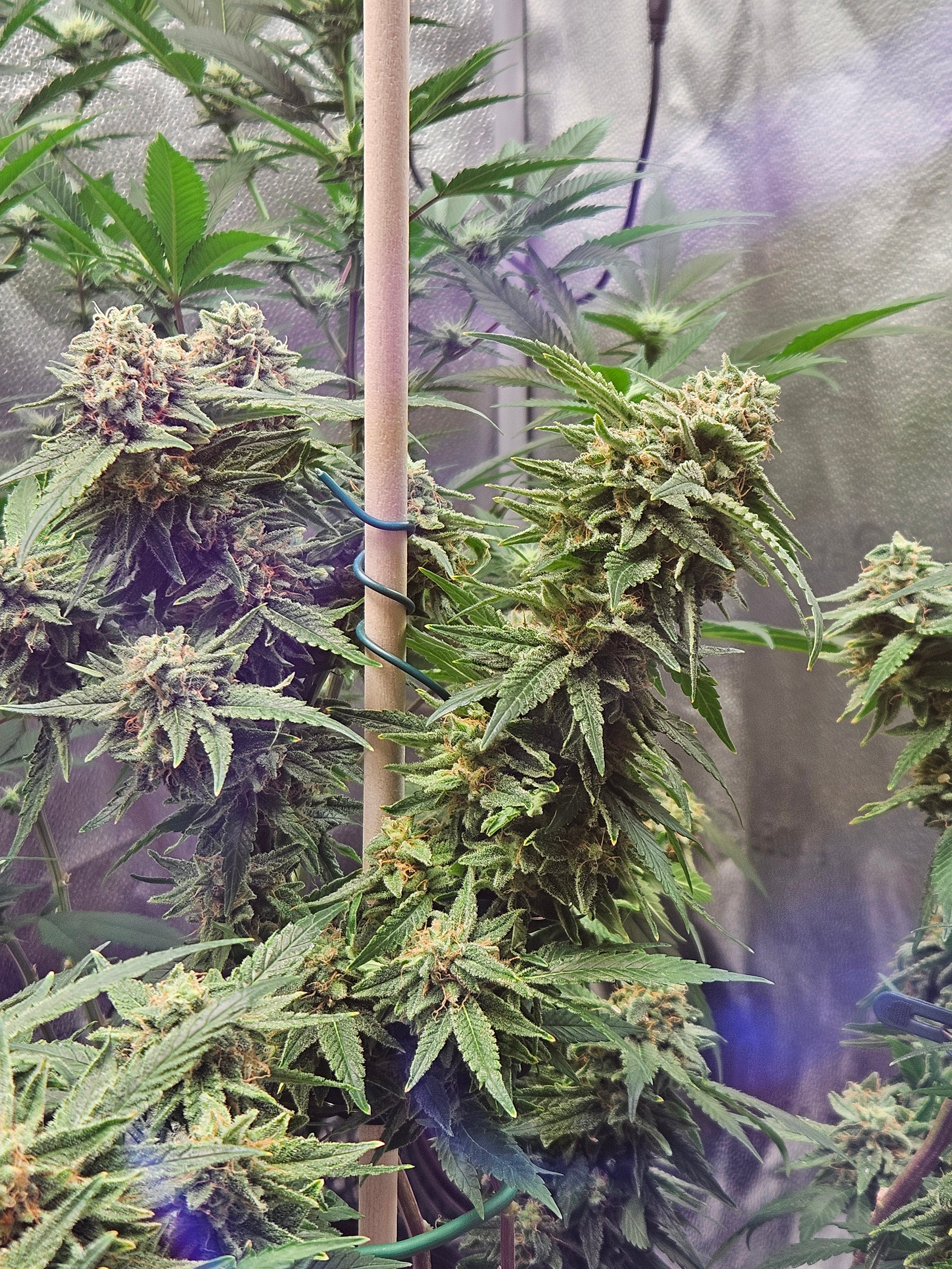 Platinum Merlot Feminized Photoperiod Seeds