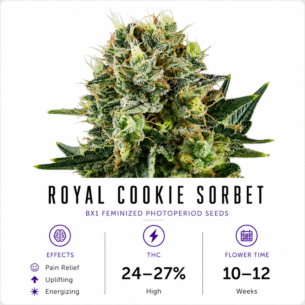 Royal Cookie Sorbet Feminized Photoperiod Seeds