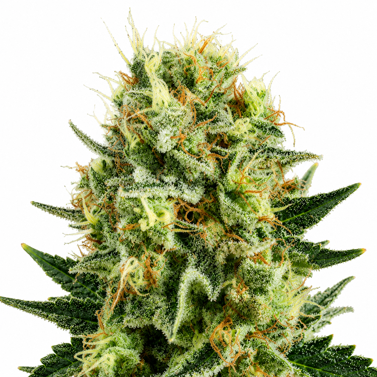 Royal Cookie Sorbet #2 S2 Feminized Photoperiod Seeds