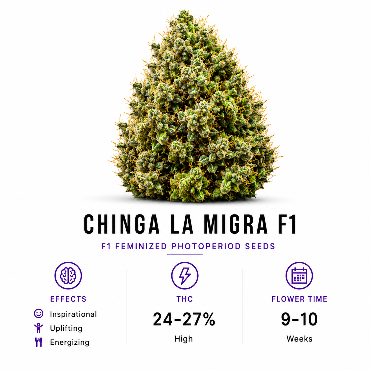 Chinga La Migra F1 Feminized Photoperiod Seeds
