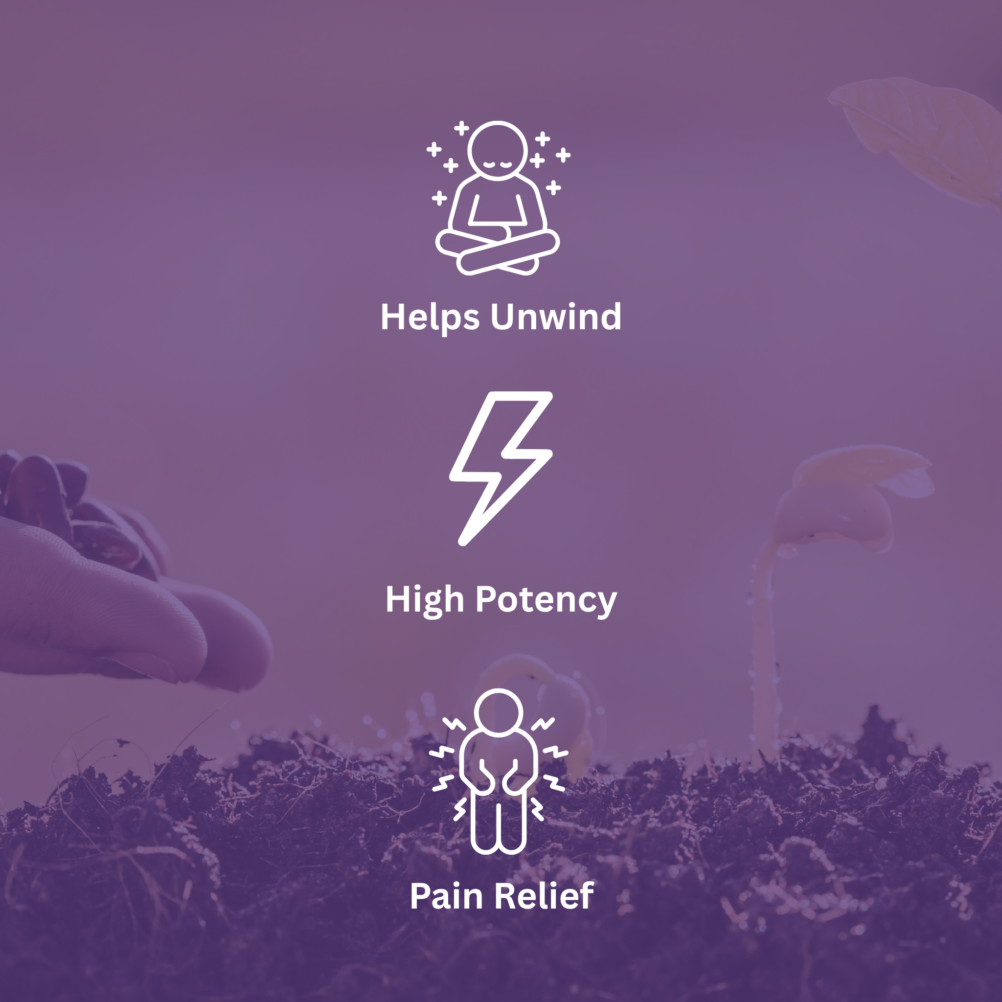 Vega's Greasy Grapes S2 Feminized Photoperiod Seeds