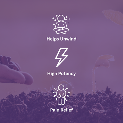 Vega's Greasy Grapes S2 Feminized Photoperiod Seeds