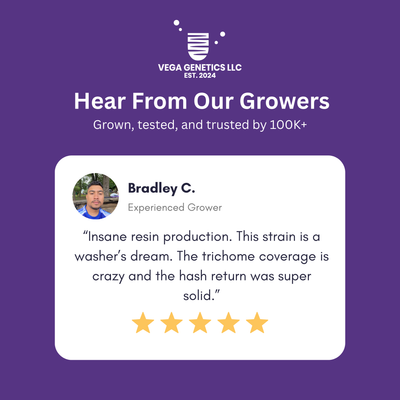 Vega's Greasy Grapes S2 Feminized Photoperiod Seeds