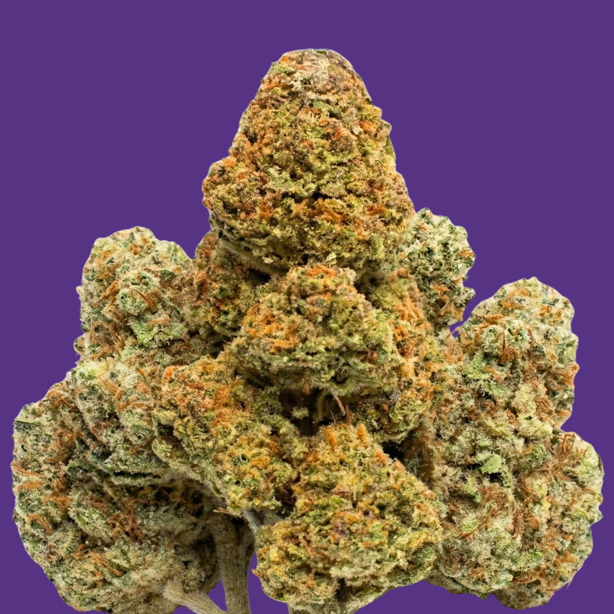 Dank-o-Bah Kush Regular (Semi)Autoflower Seeds