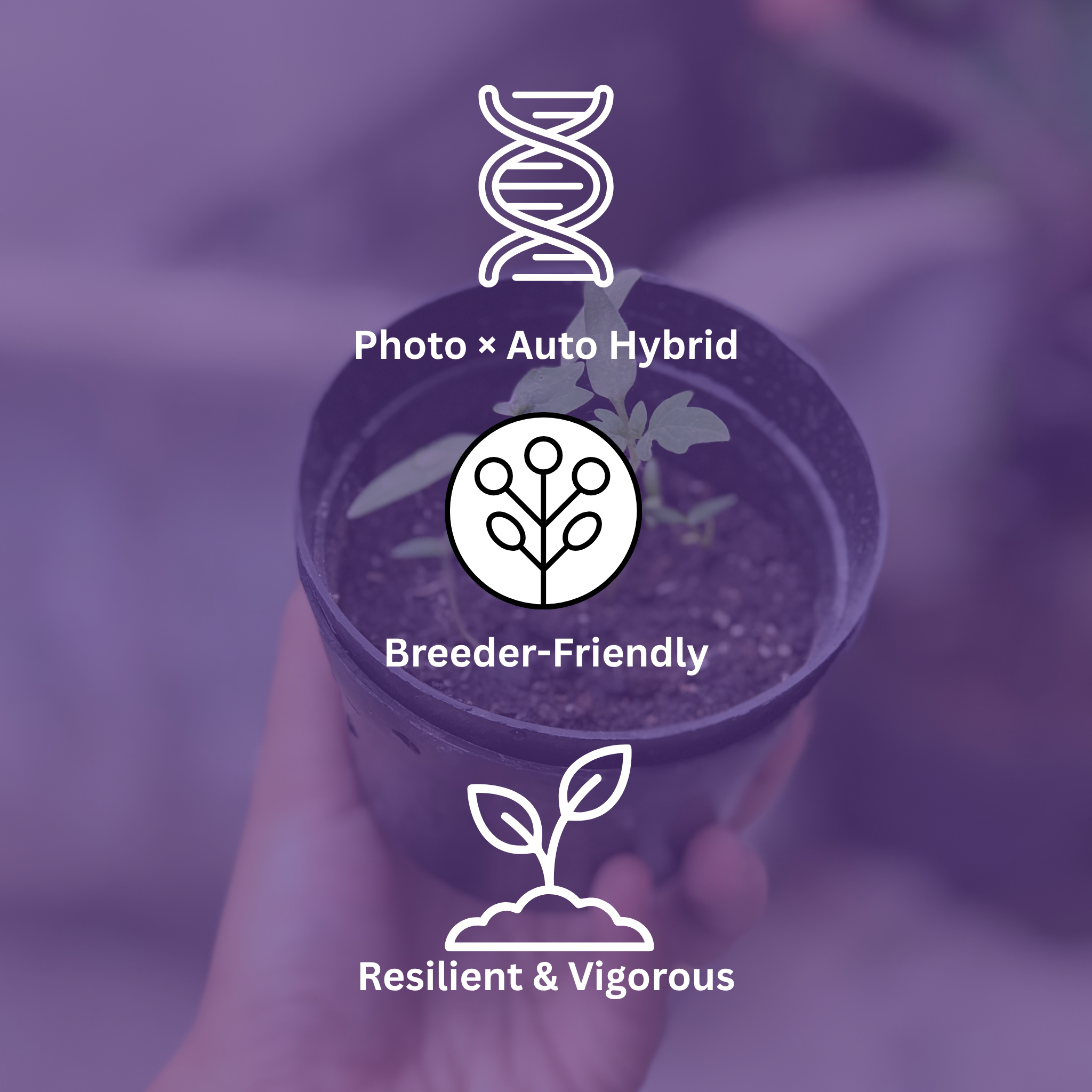 Dank-o-Bah Kush Regular (Semi)Autoflower Seeds