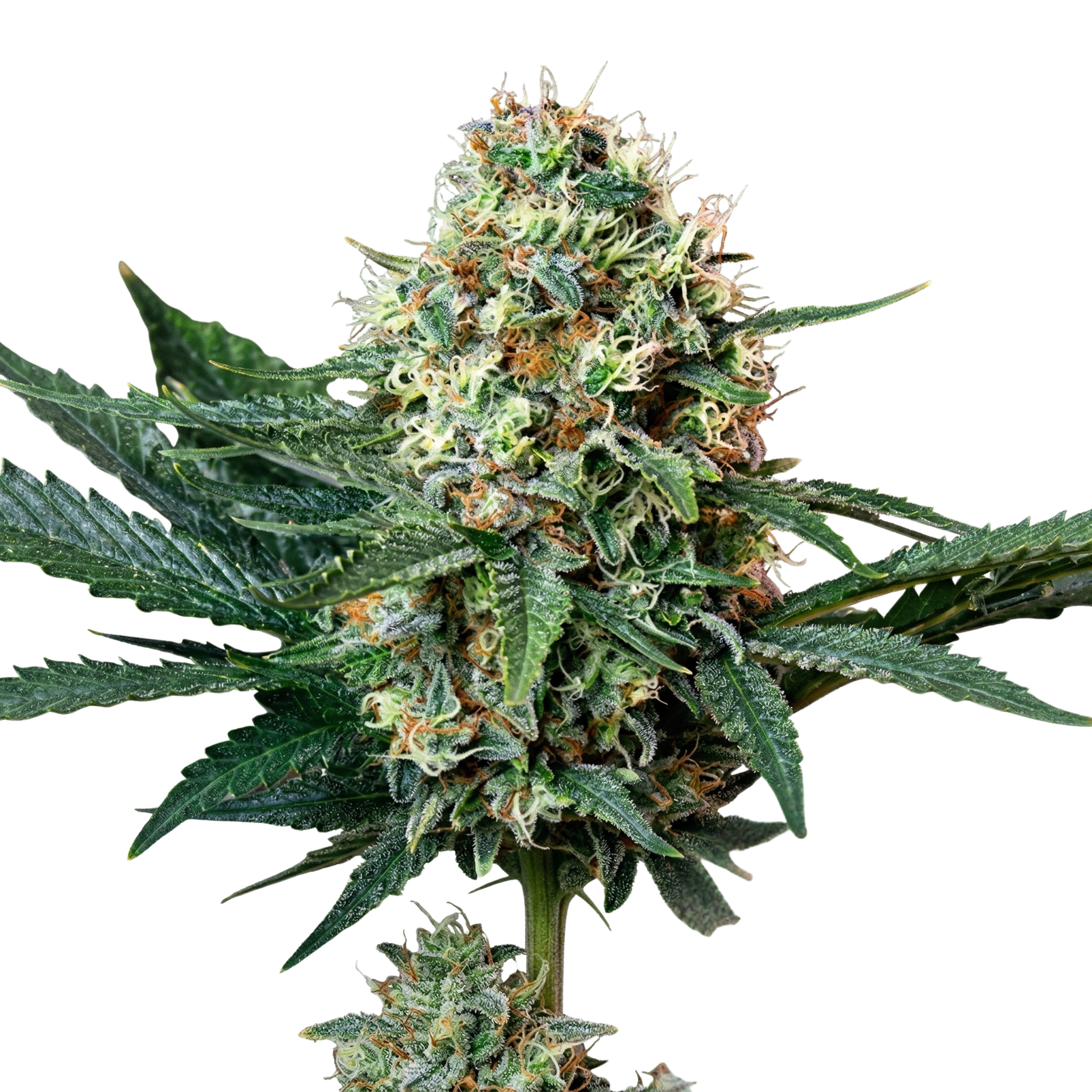 Chinga La Migra F1 Feminized Photoperiod Seeds