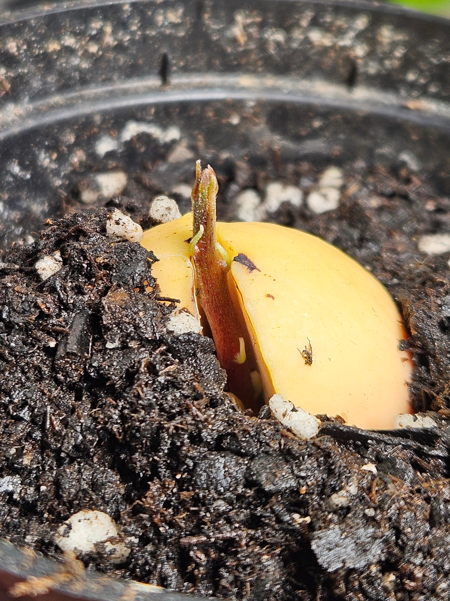 Avocado Tree Sprout