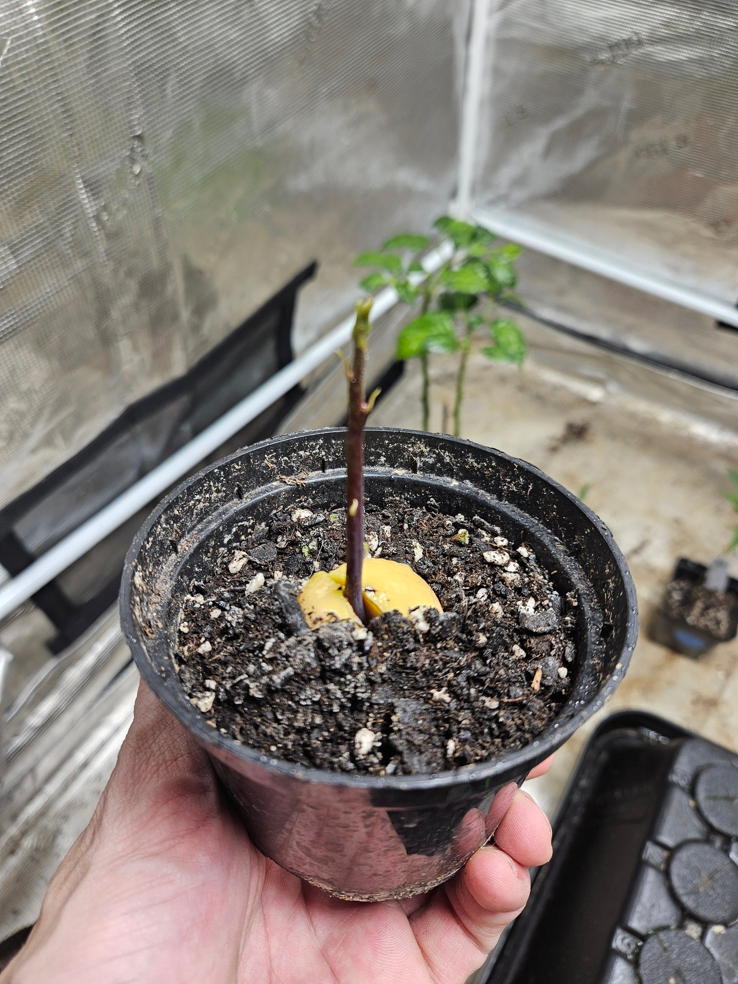 Avocado Tree Sprout