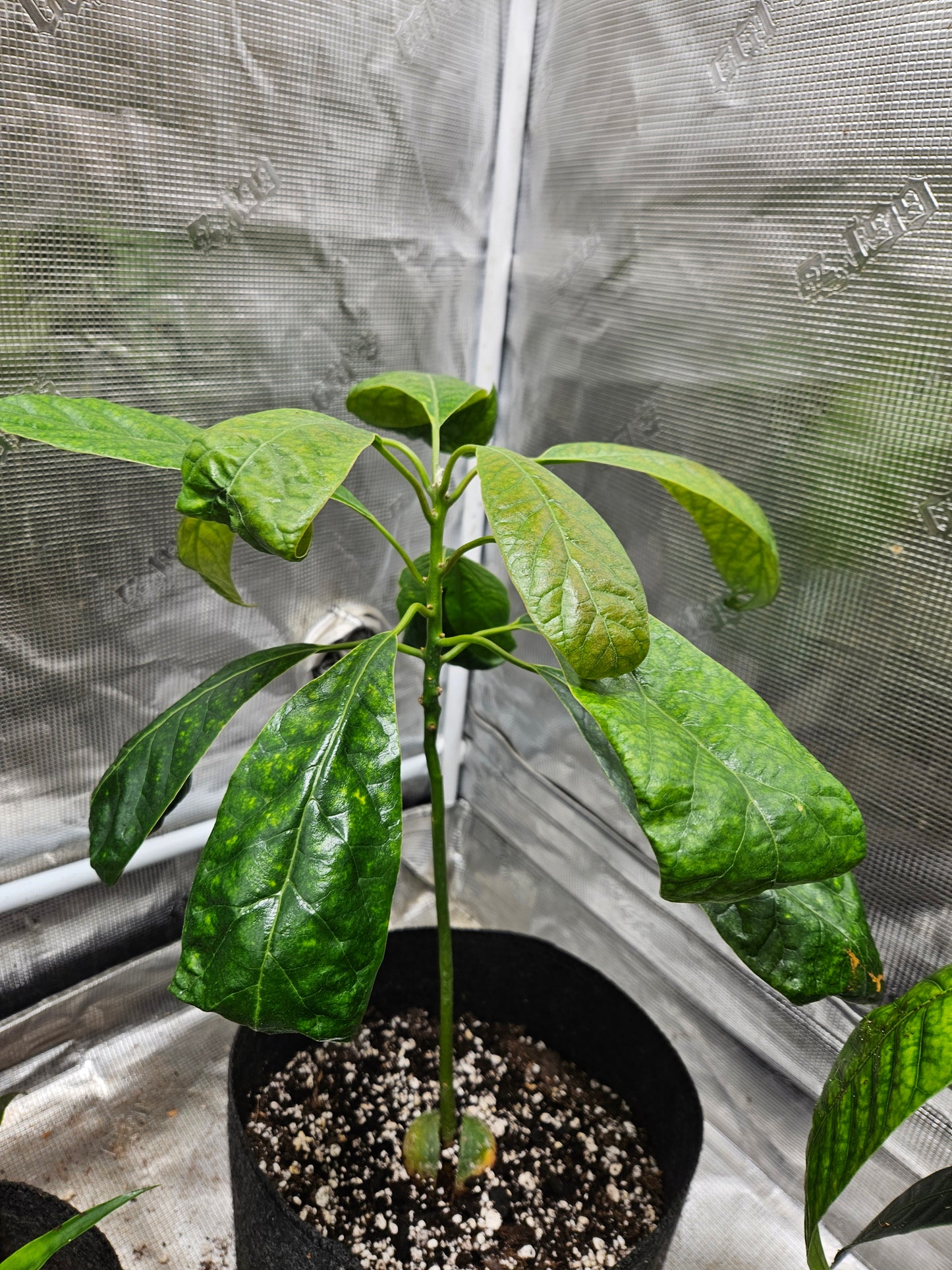 Avocado Tree Sprout