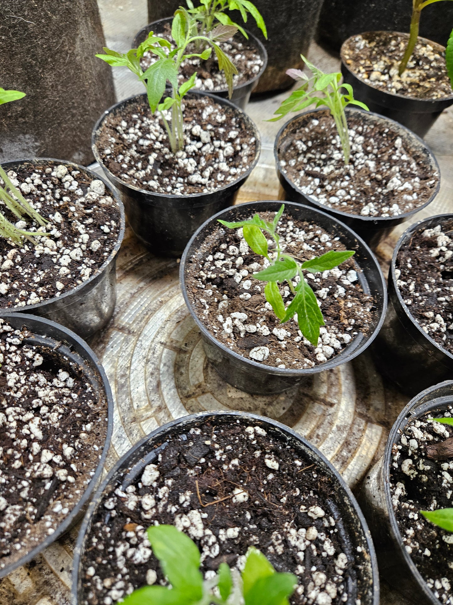 Tomato Sprouts