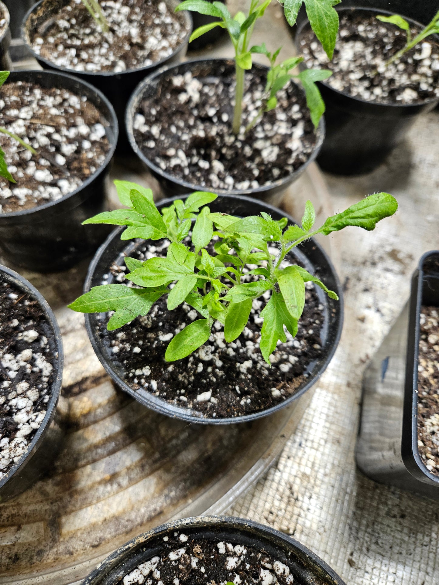 Tomato Sprouts