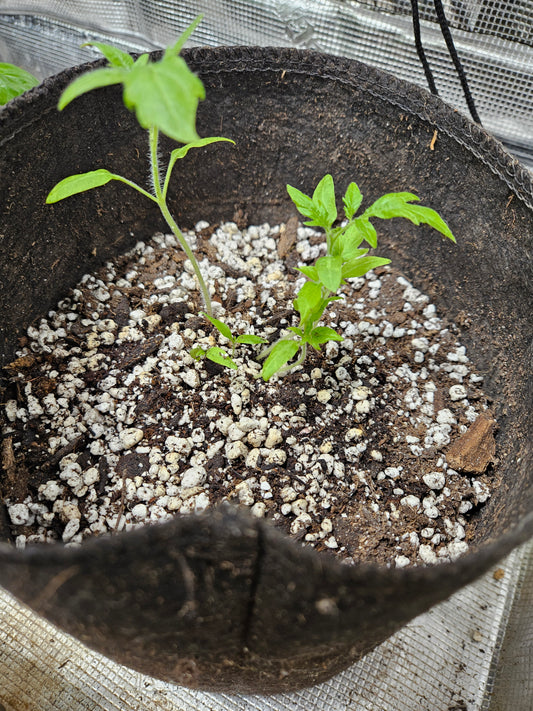 Tomato Sprouts