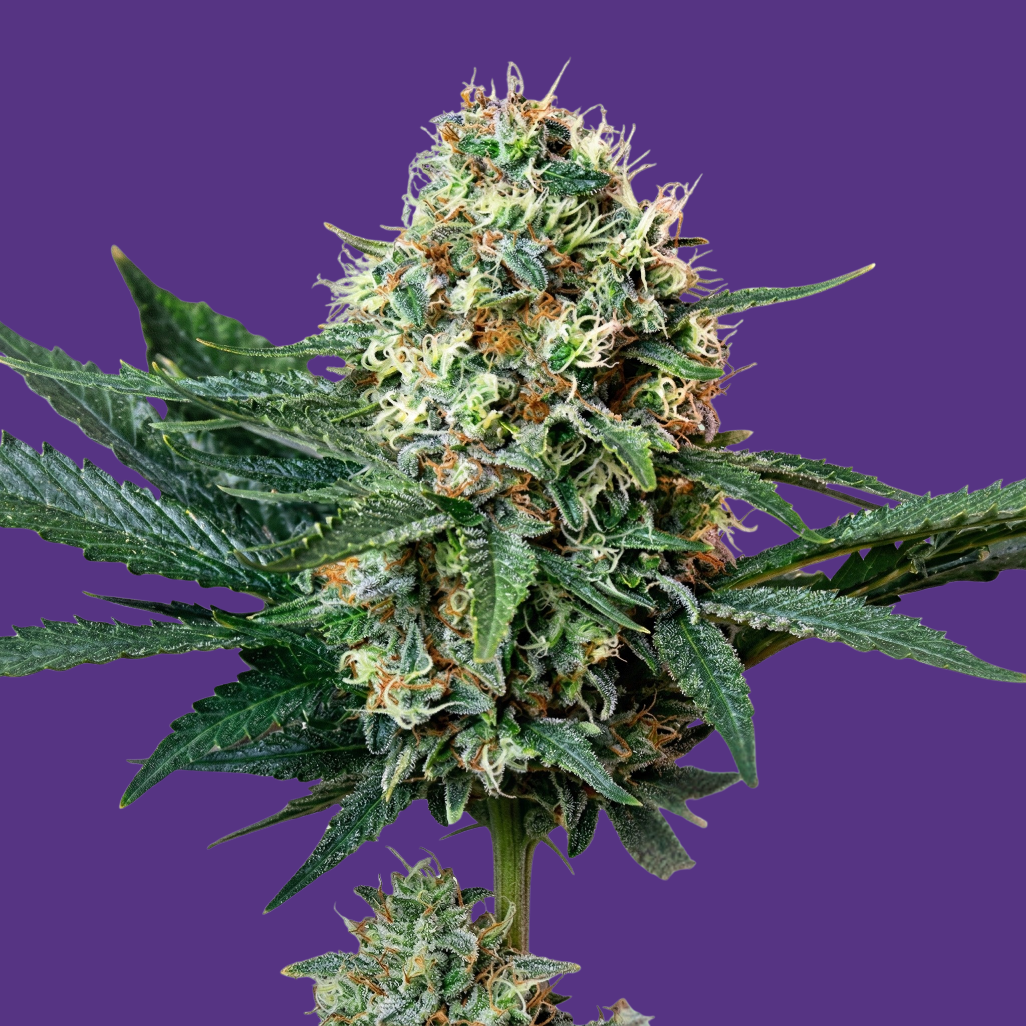 Chinga La Migra F1 Feminized Photoperiod Seeds