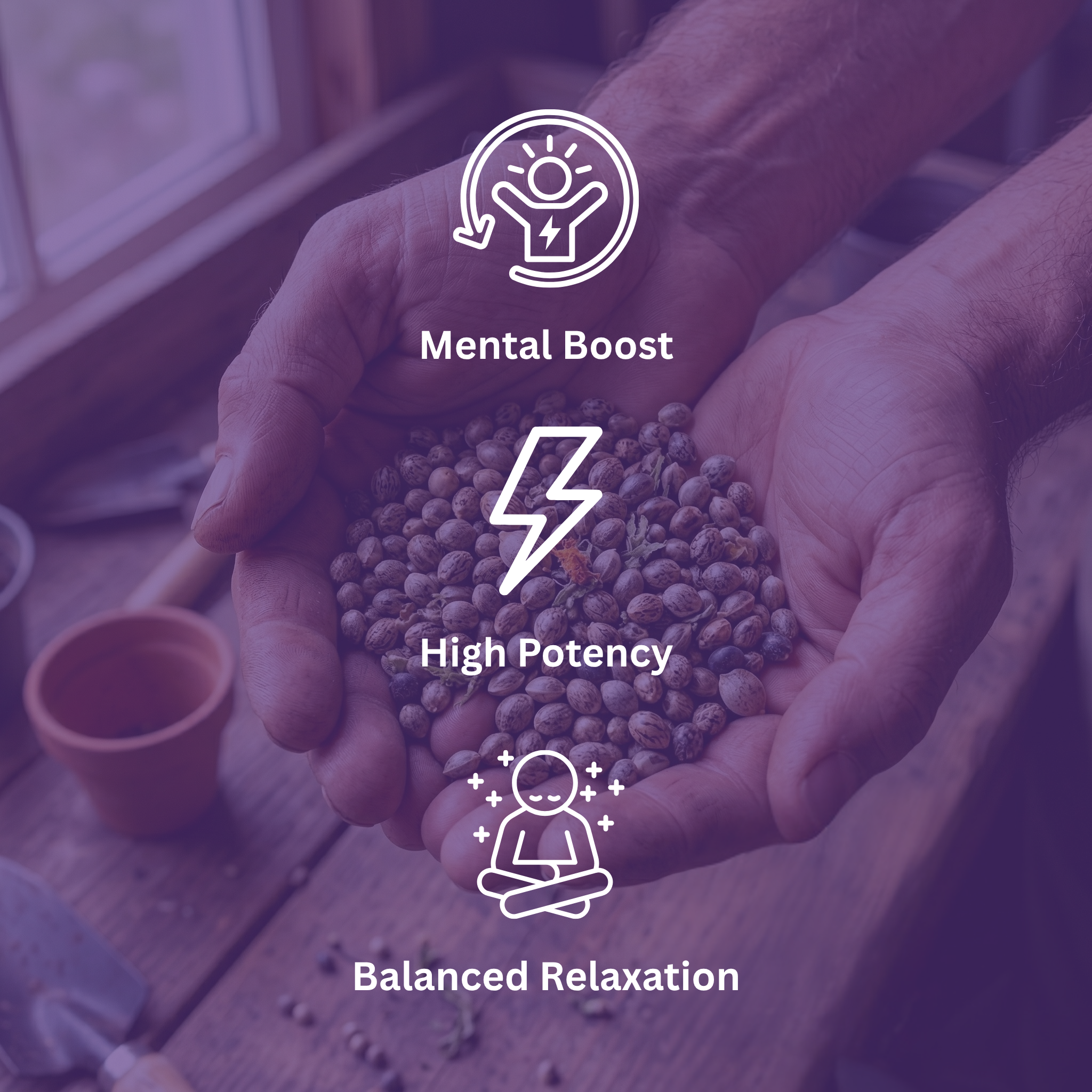 Chinga La Migra F1 Feminized Photoperiod Seeds