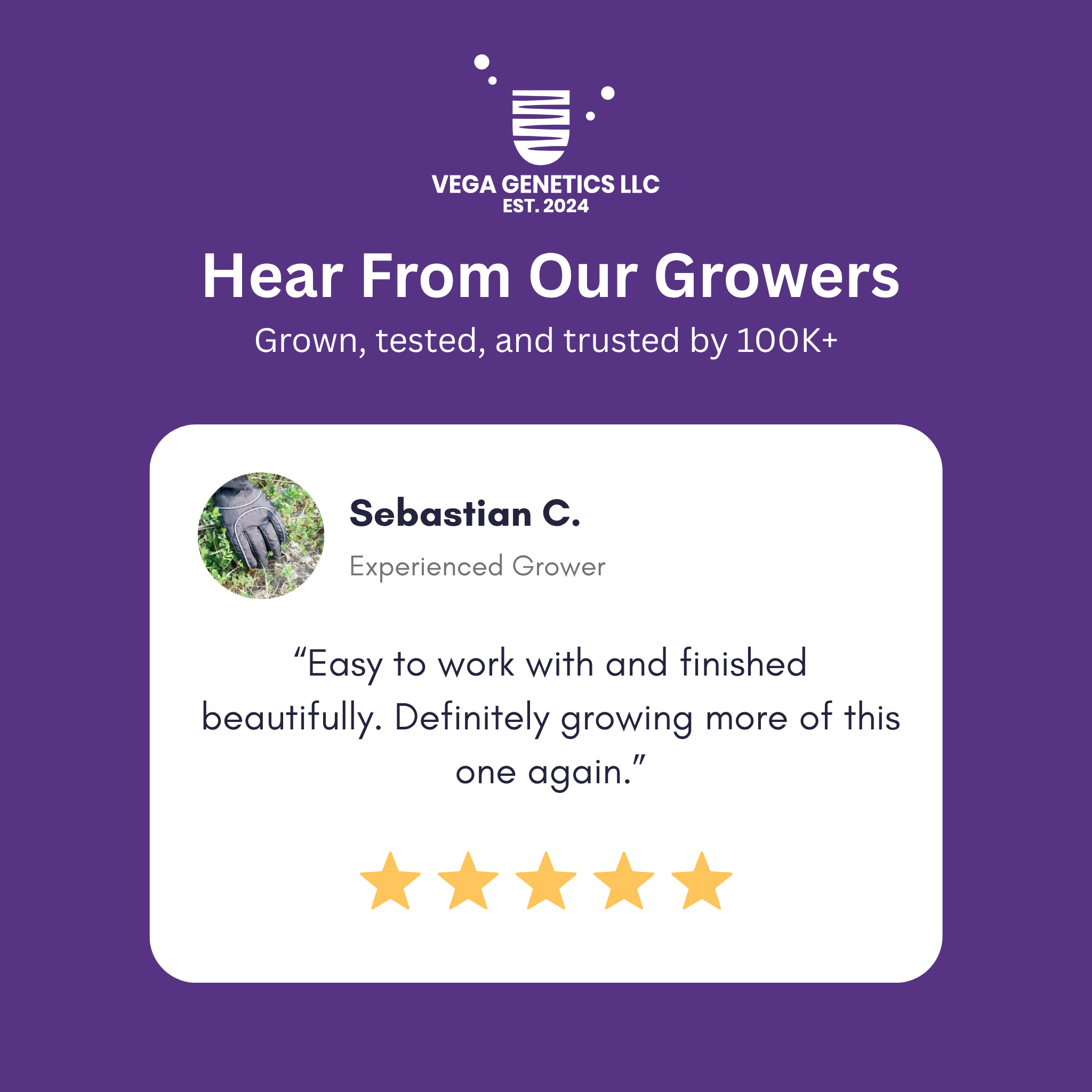 Chinga La Migra F1 Feminized Photoperiod Seeds