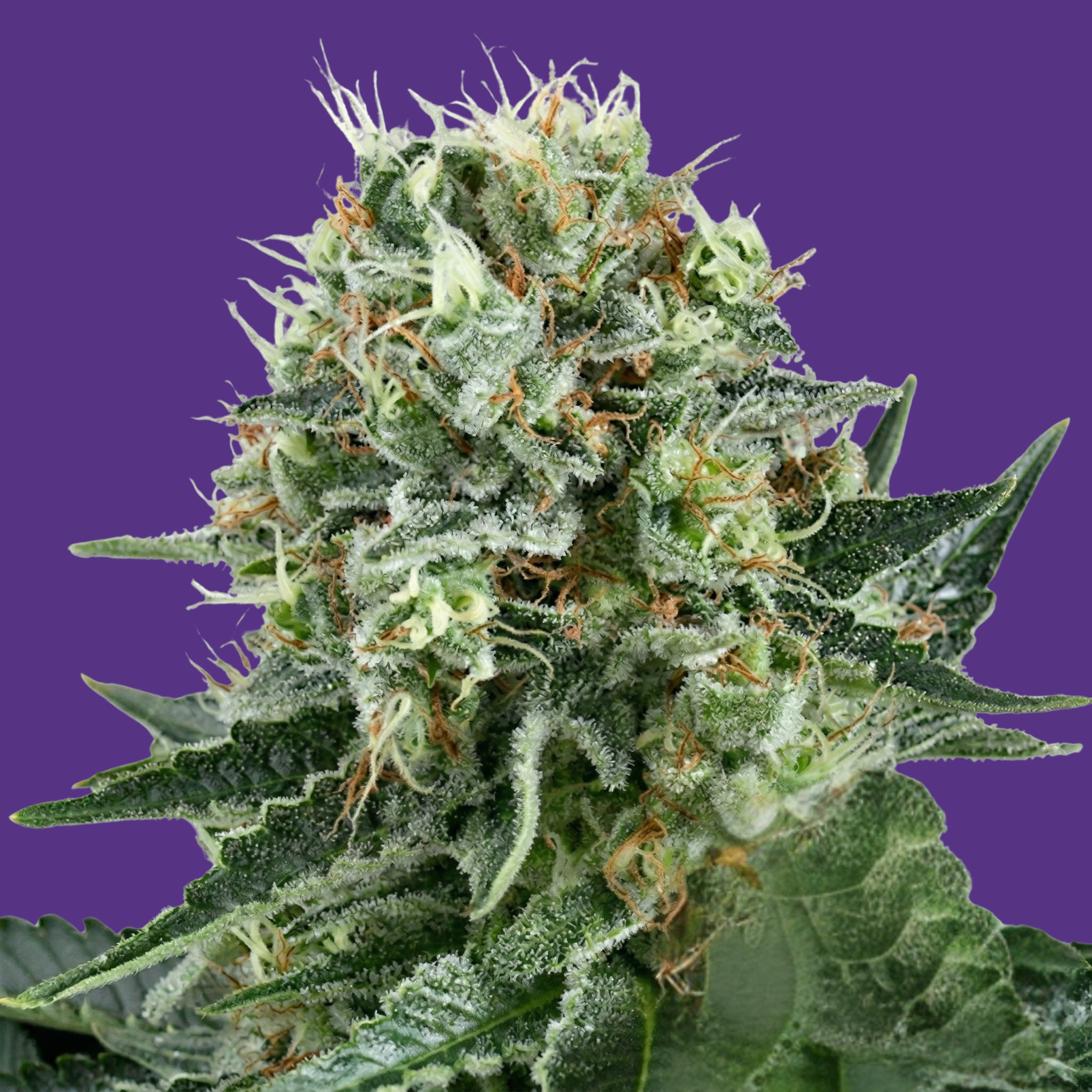 Royal Cookie Sorbet #2 S2 Feminized Photoperiod Seeds