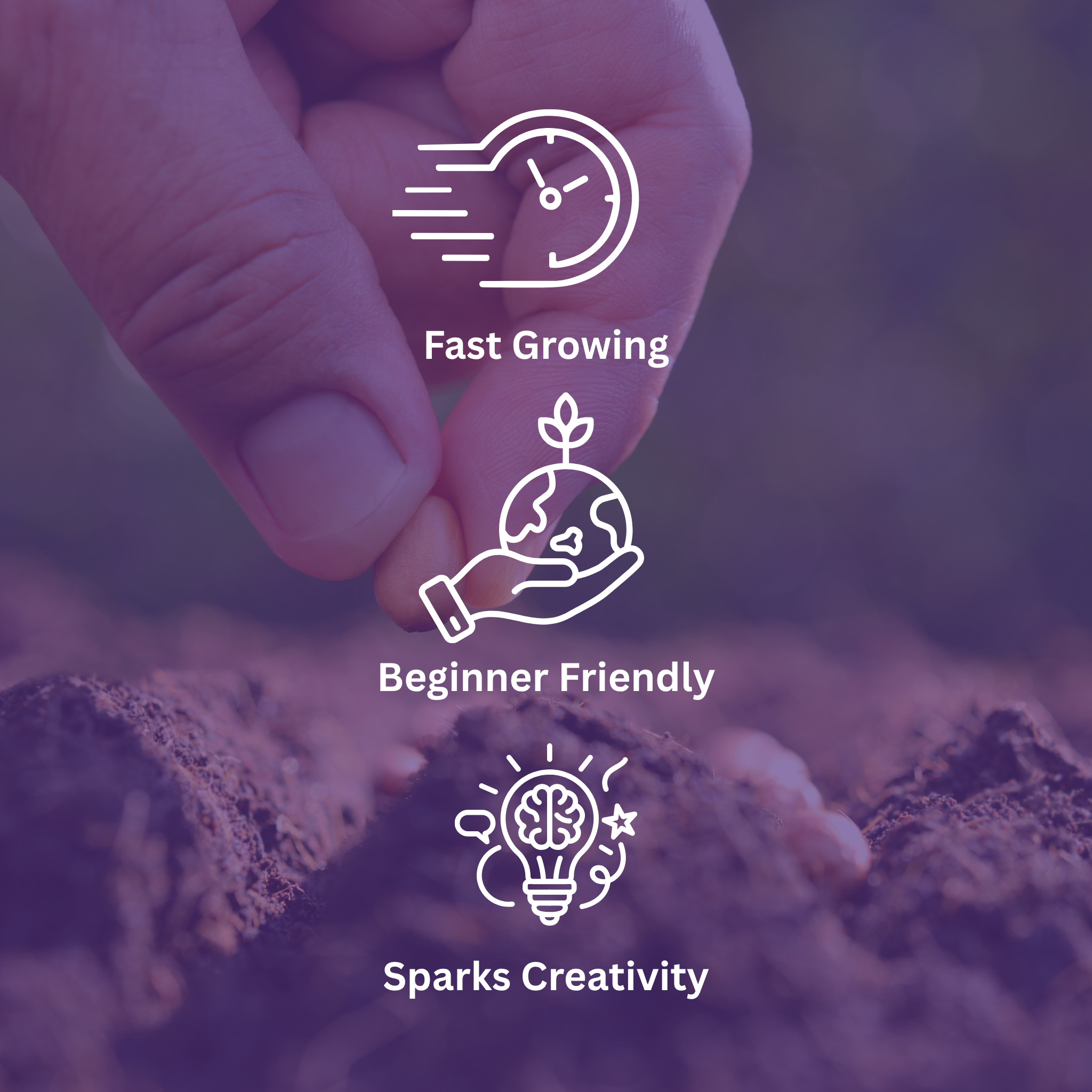 Royal Cookie Sorbet #2 S2 Feminized Photoperiod Seeds