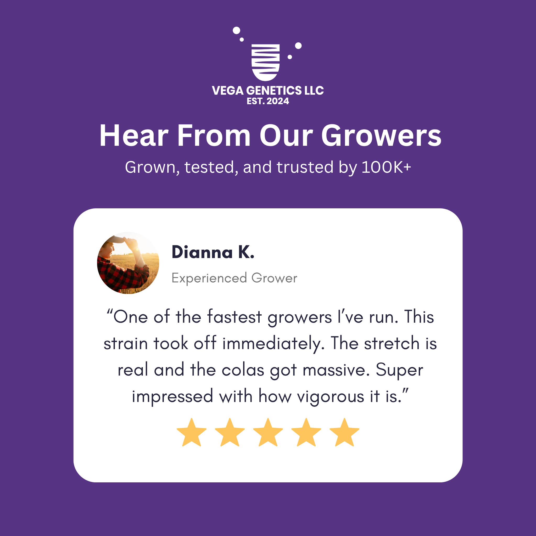 Royal Cookie Sorbet #2 S2 Feminized Photoperiod Seeds