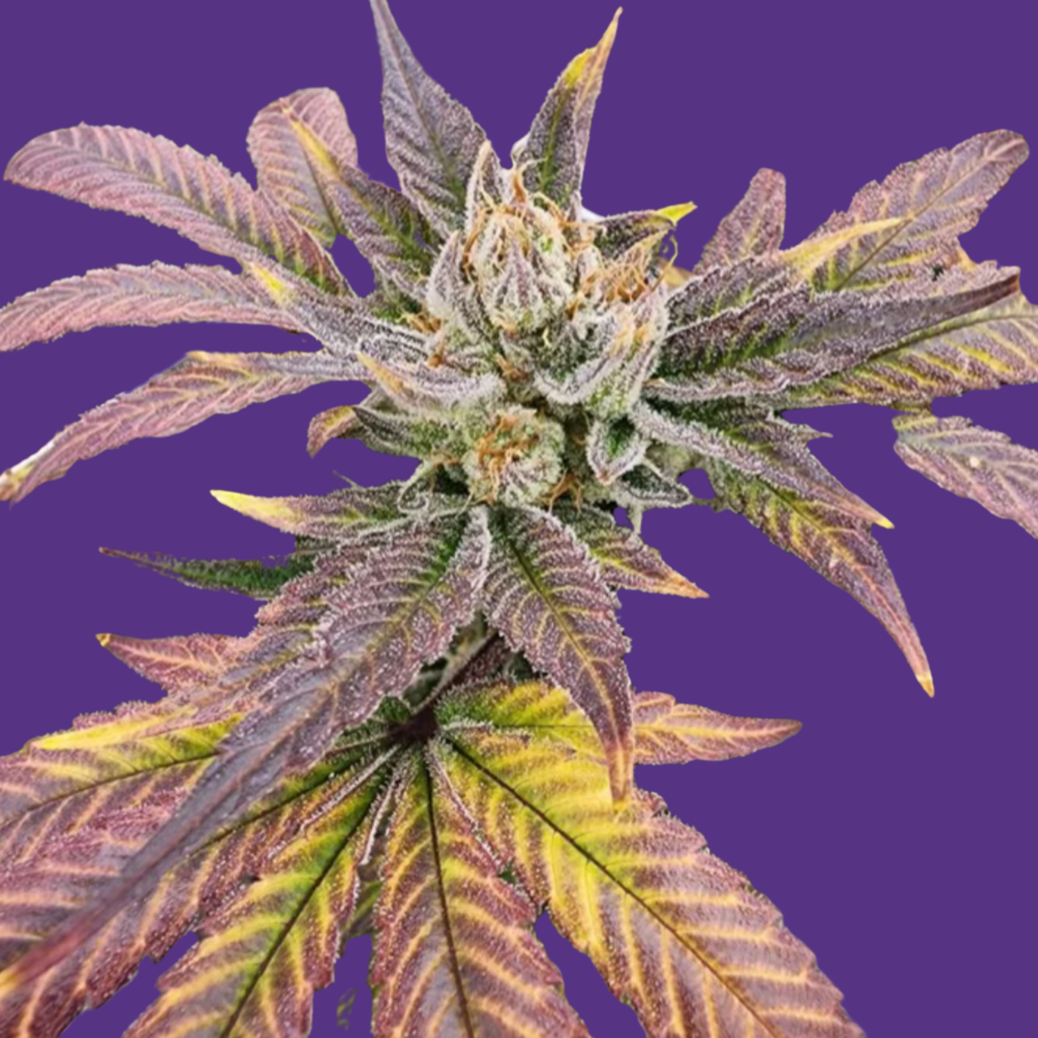 Vega's Greasy Grapes S2 Feminized Photoperiod Seeds
