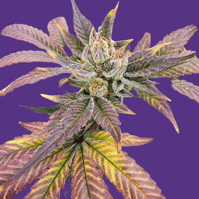 Vega's Greasy Grapes S2 Feminized Photoperiod Seeds