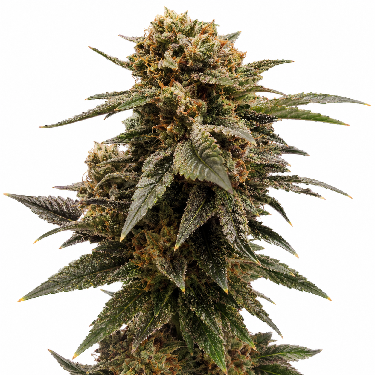 Aurora Merlot Feminized Photoperiod Seeds