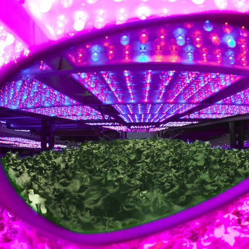 CULTIVATOR BLURPLE LED CLASSIC
