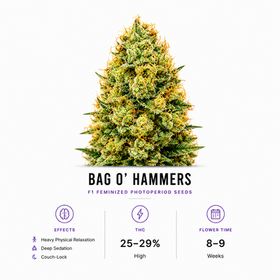 BAG O' Hammers F1 Feminized Photoperiod Seeds