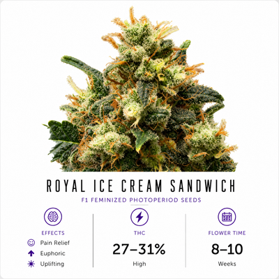 Royal Ice Cream Sandwich Feminized Photoperiod Seeds