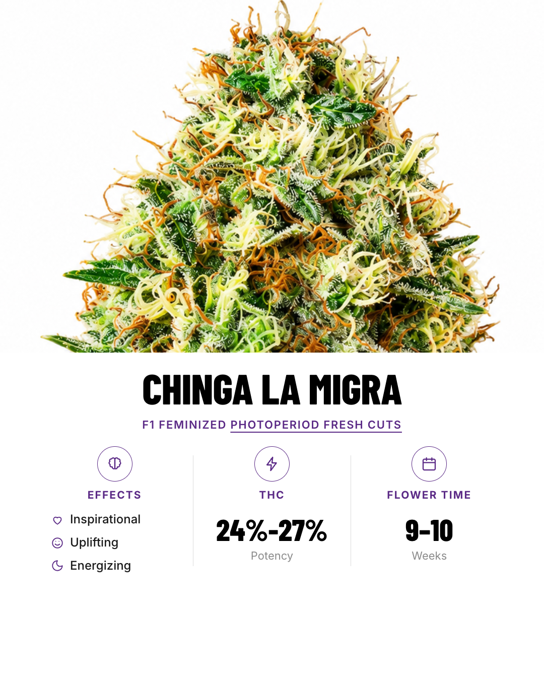 Chinga La Migra Feminized Photoperiod Fresh Cuts